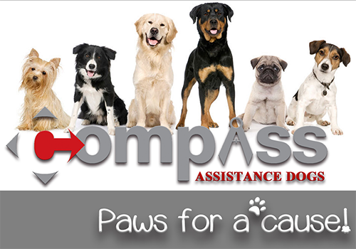 Six Assistance Dogs in a row