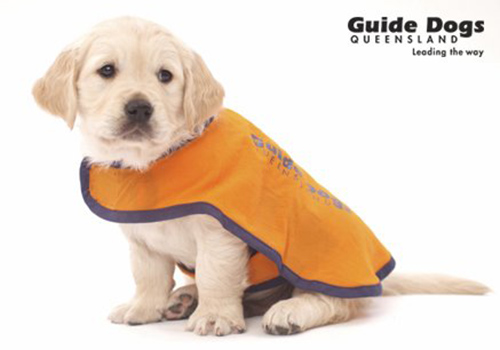 Guide Dog Labrador Puppy in coat